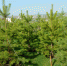 nova-land.ru - Newsprom.Ru