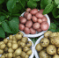vsluh.ru - Newsprom.Ru
