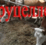 Меры по профилактике бруцеллёза - Россельхознадзор