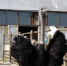 straus-tumen.ru - Newsprom.Ru