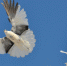 cs405127.userapi.com - Newsprom.Ru