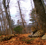leopard-land.ru/ - ИА Тюменская линия