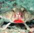 Рыба-летучая мышь © Фото с сайта aquarists.ru - Vsluh.Ru