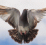 pixabay.com - Newsprom.Ru