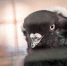 Large 57d75dfe 461a 4cf7 8ced 011558bb3a2b - Vsluh.Ru