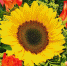pixabay.com - Newsprom.Ru