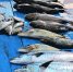 fish23.jpg - Центр гигиены и эпидемиологии