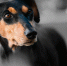 pixabay.com - Newsprom.Ru