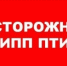 В Челябинской области выявлен вирус гриппа птиц - Россельхознадзор
