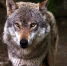 pixabay.com - Newsprom.Ru