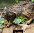 pixabay.com - Newsprom.Ru