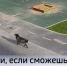 Заблудшего барана с частного подворья поймали в ЖК «Ново-Патрушево» - ГТРК Регион-Тюмень