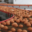 Тюменская продукция привлекательна для сотни стран мира - Тюменская область сегодня