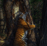 Фото-победитель премии Wildlife Photographer of the Year 2020.(2020)|Фото: Sergey Gorshkov - Nakanune.Ru