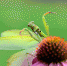 pixabay.com - Newsprom.Ru