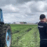 Под Тюменью выкосили 200 тысяч квадратных метров дикой конопли - Tumentoday.Ru