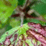 Фото: vk.com/flowering__garden - Rayon72.Ru