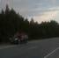 На трассе в ХМАО живодеры расстреляли медвежонка - Tumentoday.Ru