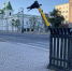 В Тюмени подвели итоги самокатного сезона - Newsprom.Ru
