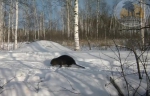 Фото: скриншот видео охотхозяйства "Чугунаевское"