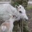 Фото: скриншот видео правительства ЯНАО - Tumentoday.Ru