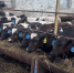 Управлением Россельхознадзора в Голышмановском районе выявлены факты нарушения ветеринарных правил - Россельхознадзор