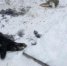 В Тобольске волки пробрались в жилой дом - NG72.Ru