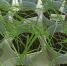 Ученые определили устойчивость озимой ржи к солевому стрессу - ТюмГУ