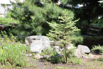 В питомнике лекарственных растений ТМУ прошел эко-фестиваль