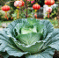 Китайский метод выращивания капусты: кочаны вырастут крепкие, хрустящие и сочные - NG72.Ru