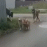 «Эта свора на детских площадках в центре!». Стая собак держит в страхе жителей тюменского села - MegaTyumen.Ru