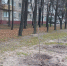 В Тюмени вандалы сломали новые деревья, высаженные на Утином пруду - NG72.Ru