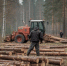 С начала 2025 года государственные лесные инспекторы выявили 166 нарушений - Департамент лесного комплекса