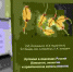 Первая монография Аграрного института ТюмГУ вызвала международный интерес - ТюмГУ