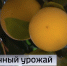 Более 20 кг грейпфрутов собрали в оранжерее тюменской исправительной колонии - ГТРК Регион-Тюмень